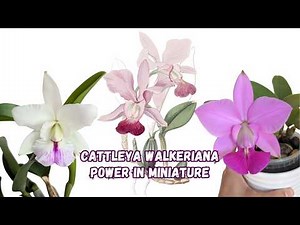Cattleya walkeriana: The Compact Orchid That Changed Modern Cattleyas | Part 5