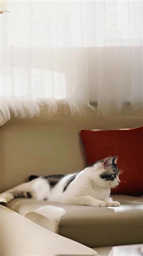 video, Autoscooper 11 by PetPivot Self Cleaning Cat Litter Box, Open-Top Automatic Litter Box for...