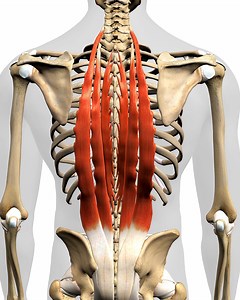 1.6M views · 1.5K reactions | Looking for a way to improve your back health? This 21 Day Challenge is designed to help you work on flexibility, strength, and balance all at the same time, so you can feel your best and stay healthy! Happy Back Benefits: ✔ Reduced Pain ✔ Improved Posture ✔ Renewed Joy for Sports ✔ Strengthened Muscles ✔ Boosted Flexibility ✔ Improved Quality of Life  Join the 21 Day Happy Back Challenge now! | YOGABODY | Facebook