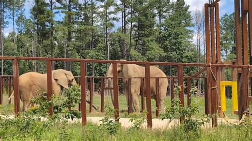 86K views · 5.1K reactions | Mikki was introduced across protected...