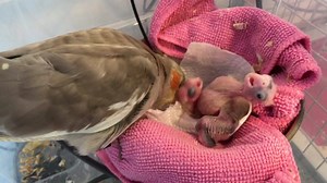 770K views · 3.5K reactions | Snorri alias Dino - 34 jours, mini Dino...