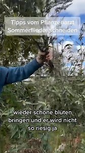 #garden #garten So schneidest du den Sommerflieder richtig: 1. Starker Rückschnitt: Schneide die Triebe etwa 20–30 cm über dem Boden ab. Der Sommerflieder blüht am neuen Holz, sodass ein kräftiger Rückschnitt die Blütenbildung fördert. 2. Entferne altes Holz: Totholz und schwache, verästelte Triebe sollten komplett entfernt werden. 3. Formgebung: Achte darauf, eine schöne, luftige Wuchsform zu erhalten.Nach dem Schnitt treibt der Sommerflieder kräftig aus und bildet im Sommer wieder reichlich Bl