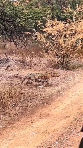 Can no animal defeat a crocodile? 🤔 #shorts