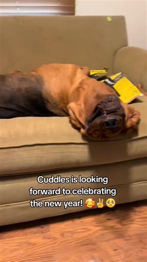 🐕‍🦺 #🐕‍🦺🐕‍🦺🐕‍🦺🐕‍🦺🐕‍🦺 #🐕‍🦺 #🐕‍🦺🐕‍🦺 #🐕‍🦺🐕‍🦺🐕‍🦺 #🐕‍🦺🐕‍🦺🐕‍🦺🐕‍🦺