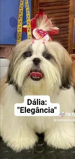 Nomes para Cachorros Fêmea: Ideias Criativas e Significados