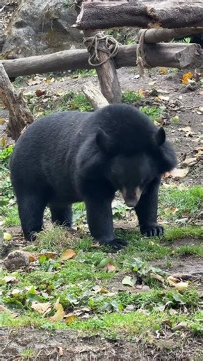 Black Bear🐻 #shortsfeed