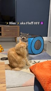 135K views · 3.6K reactions | Maine Coon Cat Sound Guide  from Scariest to Cutest  #catsound #mainecooncat #catfacts #maxiecoon | Maxie & Foxie Maine Coon Cats | Facebook