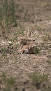 1.7M views · 10K reactions | newborn springbok 凉 Follow me Sightings by Phil for daily wildlife clips.  | Sightings by Phil | Facebook
