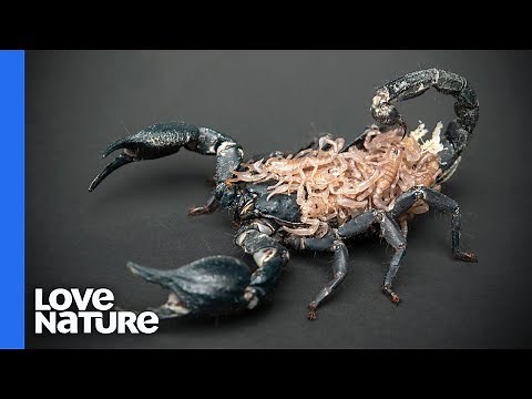 Scorpion VS. Cricket | Deadly Australians