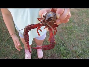 Trapping Crayfish with Kids: A Great Outdoor Family Activity