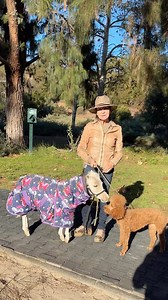 Annie Oakley and I are heading home after bringing the horses more supplies. We can only pray that this next 3 day wind event doesn’t cause more destruction and loss. #minitherapyhorses #hope #healing #community #loss #la @lasd_lhs @malibusar #fire #horse @equusfoundation @shrinerssocal @911lapd @avangerpen @tarastrong @dianaterranova #empathy #love #compassion #kindness | Mini Therapy Horses