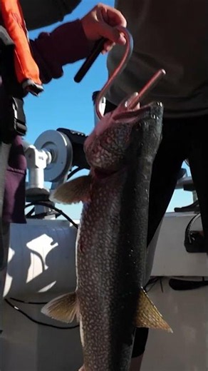 Harrisville Lake Huron Action | Lake Trout, Steelhead & Triples | Fisherman’s Digest