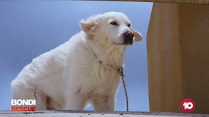 Who needs a laugh? Have a geez at some of the FUNNIEST Bondi Rescue moments so far and don't miss another new ep tonight 7.30 on 10. | Channel 10