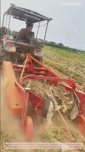 Potato Harvest! Mechanical Digging and Surface Exposure Technology