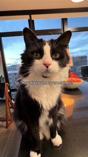 Your pets won’t just eat your homework, they’ll also mess with your retainers. Keep them away unless you want your fur babies to have the most expensive pet toy ever🥲 #cat #dog #retainer #orthodontist #fyp