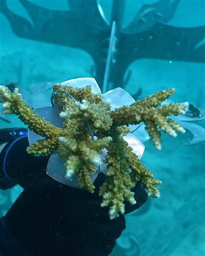 5.4K views · 74 reactions | Every coral has a story.  At Castaway Island, Fiji, our Coral Gene Bank is home to parent corals sourced from around Qalito Island, carefully counted and attached by Counting Coral. Each one, unique in size and genetics, helps ensure a thriving, resilient reef for generations to come.  OUTRIGGER Fiji Beach Resort Counting Coral #OUTRIGGERZone #ReefRestoration #OceanConservation | Castaway Island Fiji | Facebook