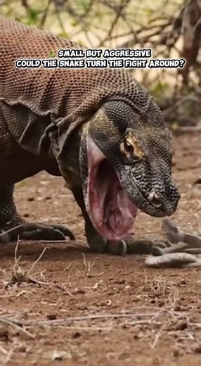 Komodo Dragon vs Small Snake #wildlife #animals #wildanimals