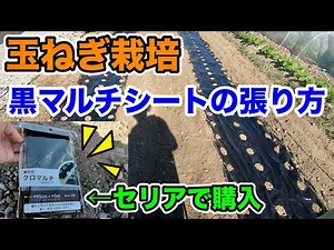 【家庭菜園】玉ねぎ栽培・黒マルチシートの張り方