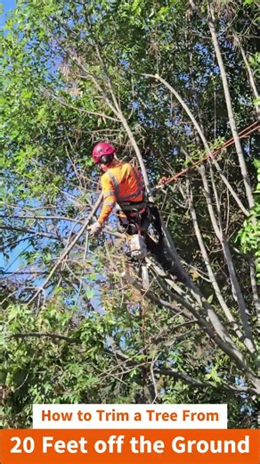 How to trim a tree from 20 feet off of the ground