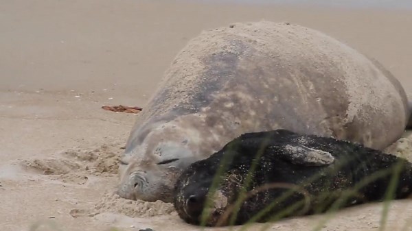 Researchers discover rare elephant seal birth on Brazilian beach