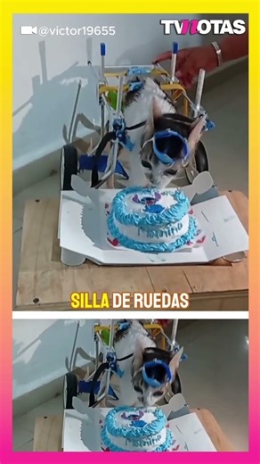 Michi in a wheelchair celebrates his birthday and touches the internet