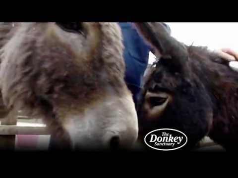 We care for thousands of donkeys