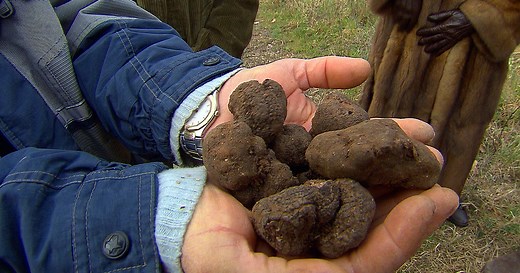 Truffles: The Most Expensive Food in the World