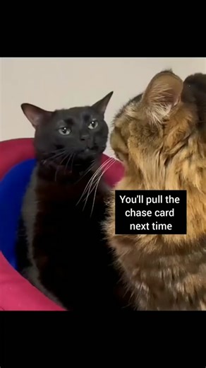 When your tired of the lies 😭 #pokemon #pokemonhumor #pokemonfight #pokemoncat