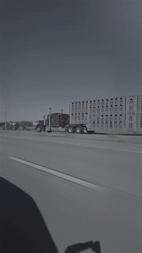 Mastering Big Rig Bull Hauling Techniques