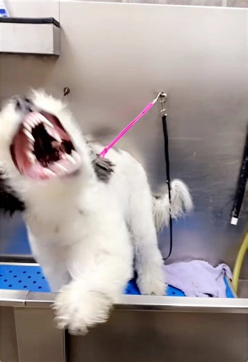 Mister Archie and His Blow Dryer Game: A Hilarious Moment
