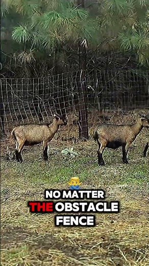 Ultimate Goat Facts You Must Know #AnimalLovers #GoatKnowledge