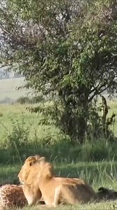 Tragic Moment: Lion Kills Giraffe Calf While Mother Watches – Rescue Efforts Likely in Vain #WildlifeDrama #AnimalKingdom #GiraffeMother #LionHunt #NatureUnfiltered #AnimalWorld #SavannahLife | Bagh Dushkhel