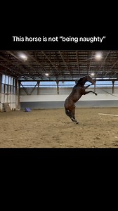 2.8K reactions · 225 comments | The horses described as being the...