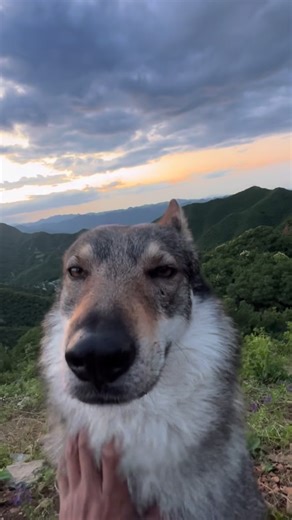 野人 on Instagram: "Ten thousand years ago, a savage petted a wolf like this, and the first dog was domesticated.#adventurebuddy #fresthewolfdog"