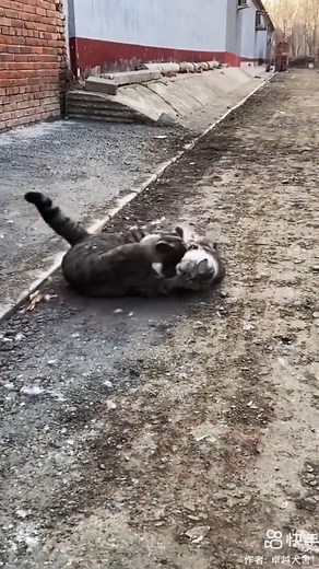 5.5K views · 47 reactions | Cat Vs Cat | Animals | Facebook