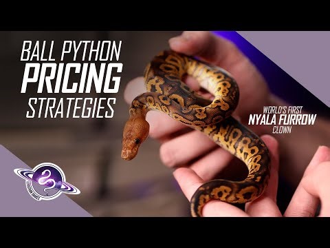 SECRET Ball Python Pricing Implications | Reptile Business Tips