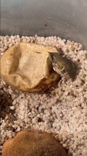 Iguana Egg Hatching