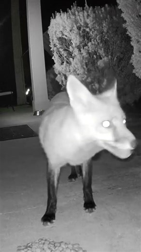 #asmrcommunity #asmrsounds #foxes #eatingnoises #eatingasmr #asrm