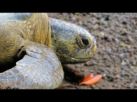 Black Sea Turtle crawling back into the ocean