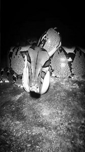 Python eating feed #python #snake #shortvideo #shorts