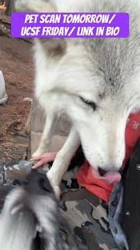 Update One: thank you for supporting me, my family and the wolves! Here’s what’s next…