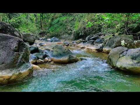 Green Forest River Flowing. Nature River Sounds, Forest River, White Noise for Sleeping.