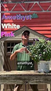 Shrub of the Week - Pugster Butterfly Bush #gardening #butterfly #butterflybush #flowers #garden