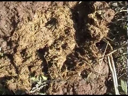 Ele poop! Close-up of Indian elephant droppings