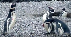 The internet is shocked over this penguin fight!