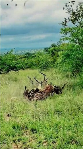 Wild Dogs vs Leopard Ferocious Battle for Survival #animalencounter #wildlifeshorts #shorts