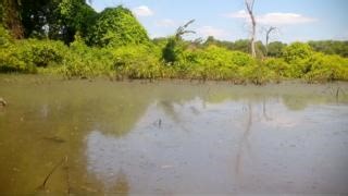 Mama wood duck and her twelve ducklings. That's it. That's the post. Have a great holiday weekend! 🎆 Video at Tennessee National Wildlife Refuge by USFWS | U.S. Fish and Wildlife Service
