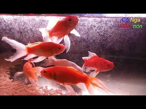 Bài thơ: Con cá vàng/ Bài thơ Cá vàng /Thơ mầm non