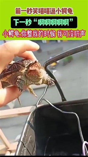 前一秒笑嘻嘻逗小鳄龟 下一秒啊啊啊啊啊啊啊啊