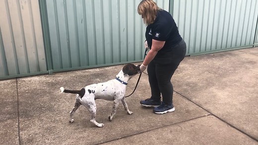 1.2K views · 49 reactions | Welcome to virtual 'AWL NSW'. During COVID-19, we are bringing Animal Welfare League NSW to the comfort of your living room with a month-long series of videos to share and enjoy. Meet new shelter dog Macaron as he starts his journey of learning new life skills with the AWL NSW behaviour team. In this video, Macaron is learning how to ‘Go Sniff’ and understand the foundations of loose-lead walking. | Animal Welfare League NSW | Facebook